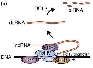 Pol IV i Pol V (specyficzne dla roślin) lncrna, prekursory do sirna, generowane przez Pol IV prekursory dsrna produkowane przez PolII (sekwencje powtórzone o odwróconej orientacji) lncrna