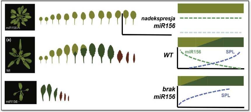 mir156 reguluje ekspresję genów SPL (SQUAMOSA PROMOTER BINDING PROTEIN-LIKE) SPL rodzina czynników transkrypcyjnych, związanych z przejściem rośliny w fazę rozwoju