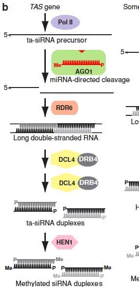 Biogeneza mirna u