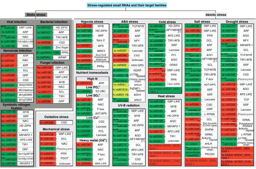 mirna regulowane przez stres zielone mirna o podwyższonej ekspresji czerwones