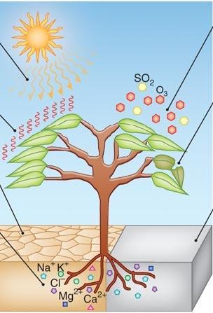 Stres abiotyczny fotooksydacja zanieczyszczenie powietrza wysoka temperatura susza zasolenie gleby uszkodzenia mechaniczne, zranienie niska