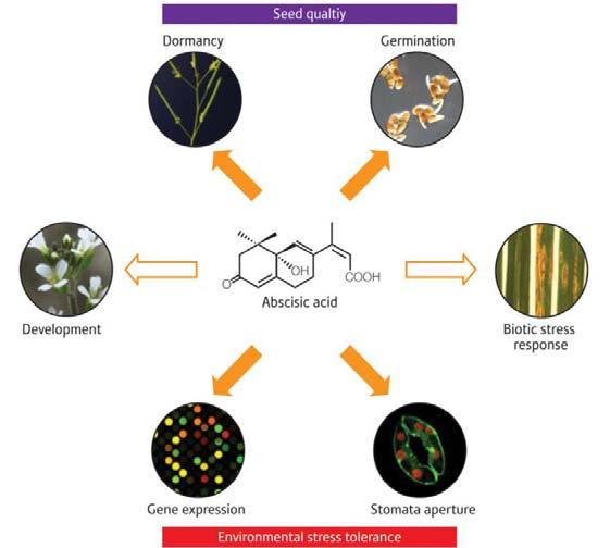 Kwas abscysynowy (ABA) kontroluje procesy rozwojowe, rozmnażanie i odpowiedź na stres Stan spoczynkowy Kiełkowanie Hamuje wzrost objętościowy