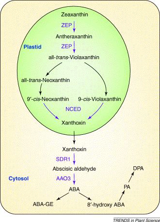 Szlak biosyntezy ABA jest precyzyjnie regulowany Kluczowe etapy biosyntezy ABA zależą od ekspresji regulowanych genów, co umożliwia kontrolę poziomu ABA w komórce i