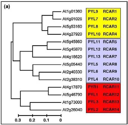 Receptory ABA: PYR/PYL/RCARs 14 PYR/RCARs w Arabidopsis Common Name Species Number of genes Soja Glycine max 23 Kukurydza Zea mays 20 Topola Populus trichocarpa 14 Ryż Oryza sativa 11