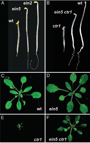 Mutanty szlaku odpowiedzi na etylen mutacja ein5 brak wrażliwości na wysokie stężenie etylenu mutacja ctr1 fenotyp