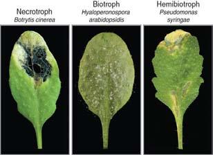 3. Obrona przed patogenami: grzyby, bakterie Pieterse et al. (2009) Nat Chem Biol Dodds and Rathjem (2010) Nat Rev.