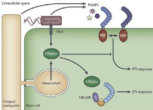 liposacharydy flagelina chityna PAMP pathogen-associated molecular patterns Cząsteczki uwalniane przez pathogeny do