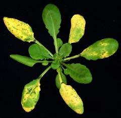 Arabidopsis thaliana infekowana