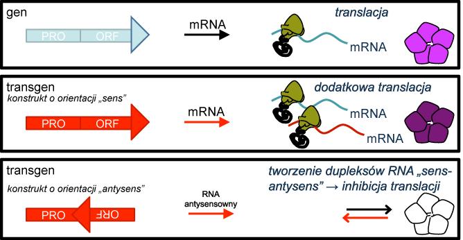 1. Interferencja RNA w roślinach Zjawisko wyciszania ekspresji genów (RNAi) zaaobserwowano