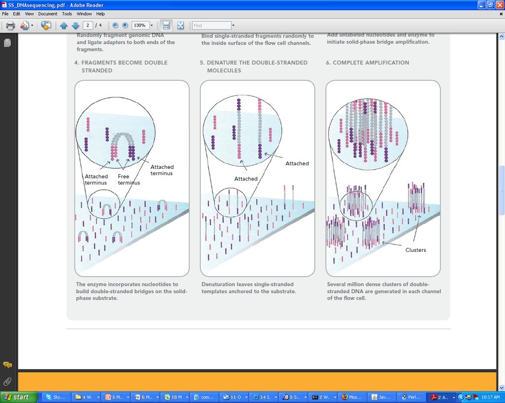 Solexa (Illumina) 25 Slides