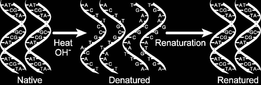 (Southern) lub RNA (Northern) 8 2005 Prentice Hall Inc.