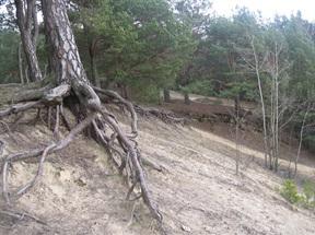 Park zajmuje powierzchnię 805 ha, z czego obszar leśny to aż 780 ha. Zespół leży na terenie gminy Miedzichowo oraz gminy Nowy Tomyśl.