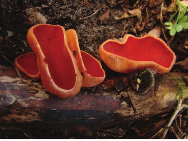 M.Wójtowski i in. Ryc. 1. Apotecja czarki austriackiej znalezione na starym cmentarzu w Nowej Cerekwicy (24.III 2007 r., fot. M. Wójtowski). Fig. 1. Scarlet Elfcup, Sarcoscypha austriaca apothecia found in the old Evangelical cemetery in Nowa Cerekwica (24 March 2007; photo by M.