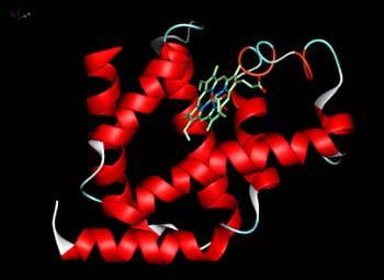 26 FOTON 93, Lato 2006 Model struktury hemoglobiny, barwnika czerwonych ciałek krwi, którego funkcją jest przenoszenie tlenu (przyłączanie go w płucach i uwalnianie w tkankach).