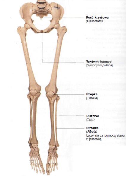 1. Cel projektu Celem projektu jest przeprowadzenie analizy wytrzymałościowej dla ludzkiej kości piszczelowej. Kość została poddana działaniu siły wzdłuż osi długiej.