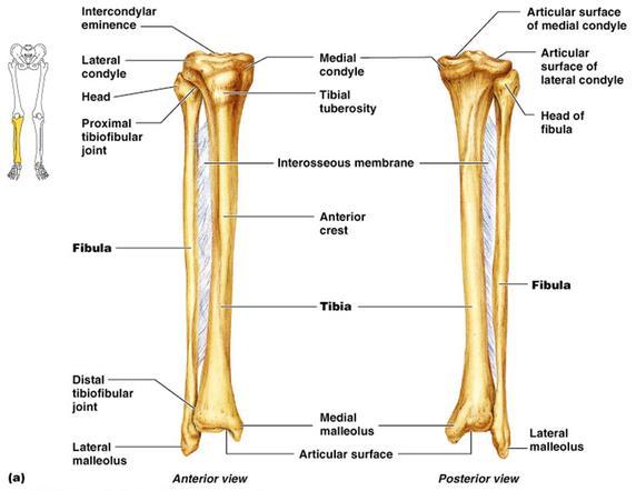 2.2. Budowa anatomiczna kości piszczelowej Kość piszczelowa (tibia) jest drugą co do wielkości, po kości udowej, kością długą u człowieka, z typowym długim trzonem i rozszerzonymi końcami.