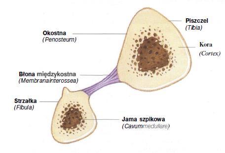 Na przekroju trzon kości piszczelowej jest prawie trójkąty, natomiast sama piszczel ma typową budowę kości długich z grubą zewnętrzną korą otaczającą gąbczastą jamę