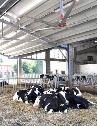 Jak już wspomniano w poprzednim katalogu, zwierzęta odczuwają dyskomfort, gdy temperatura w oborze osiąga 20 C. Krowy stają się wówczas leniwe, mniej jedzą oraz dyszą, aby oddać ciepło.