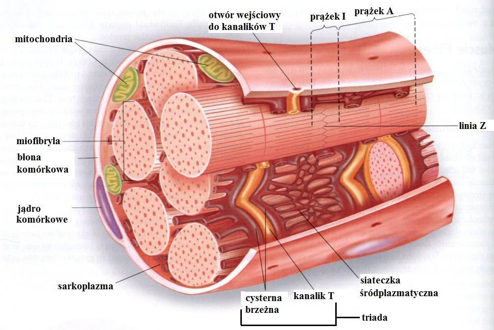 Budowa miocytu Mięśnie szkieletowe zbudowane są z włókienek mięśniowych ( miocytów) Włókienko mięśniowe stanowi zespólnię komórkową - syncytium morfologiczne Wewnątrz miocytów występują kanaliki