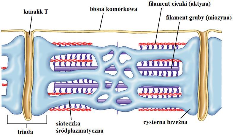 Układ sarkotubularny Układ kanalików i cystern tworzonych przez błony wewnątrz miocytów tkanki mięśniowej poprzecznie prążkowanej, odpowiedzialny za