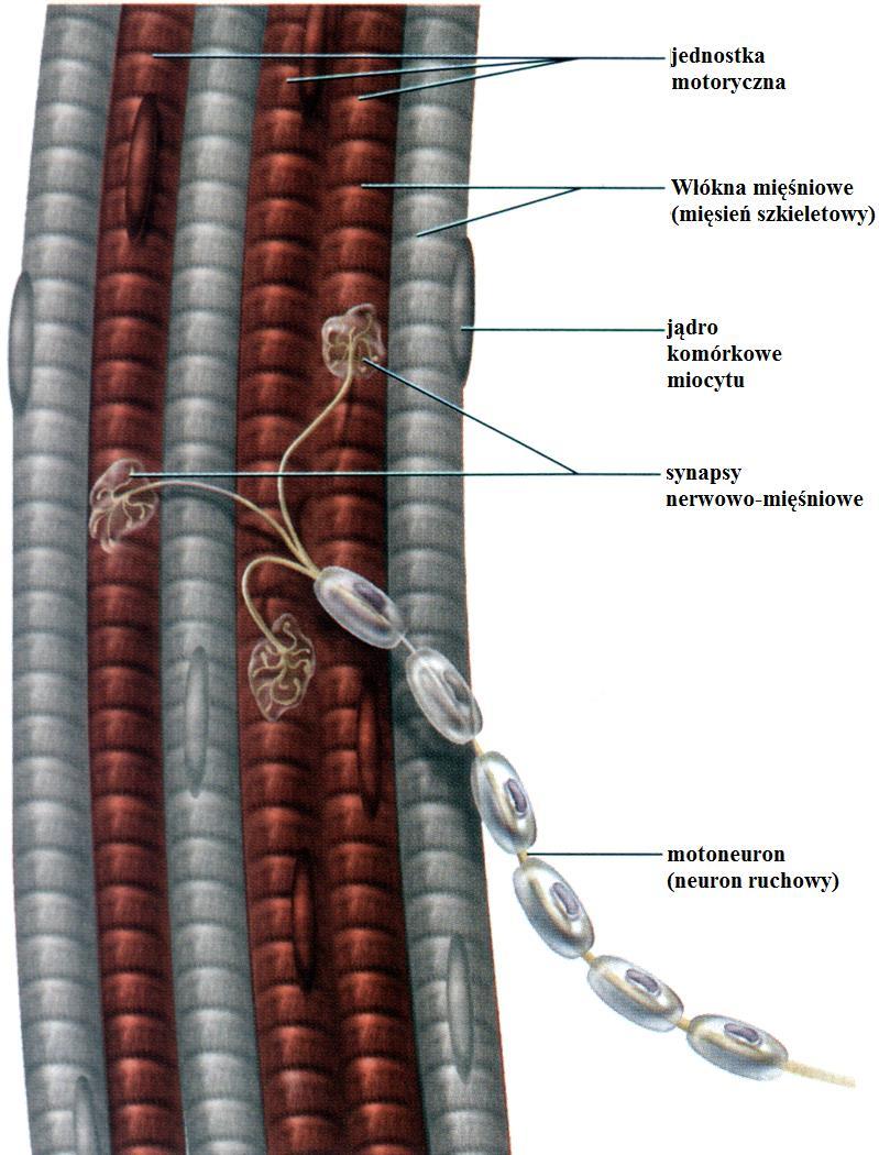 przez te wypustki MOTONEURON komórka nerwowa mająca