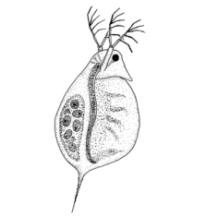 longispina Podgromada: Copepoda (widłonogi) Rzędy: Cyclopoida (oczliki) Calanoida Mesocyclops leuckerti Thermocyclops