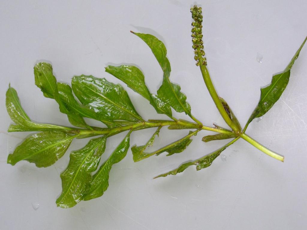 Potamogeton lucens - liście wyłącznie zanurzone półprzezroczyste, lśniące, 4-5 równoległych żyłek lateralnych po każdej stronie nerwu środkowego,
