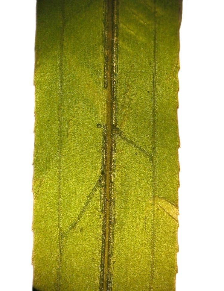 Potamogeton crispus - liście półprzezroczyste, siedzące, równowąskolancetowate do podługowatych, u nasady szeroko klinowate do uszatych, na szczycie zaokrąglone do zaostrzonych, brzegiem