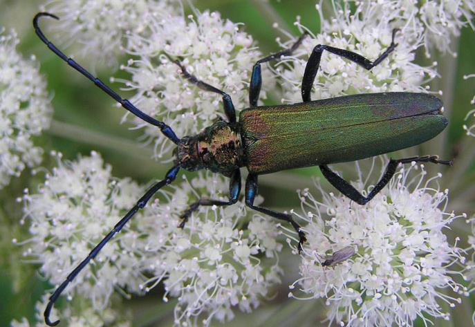 (Cucujus cinnaberinus)