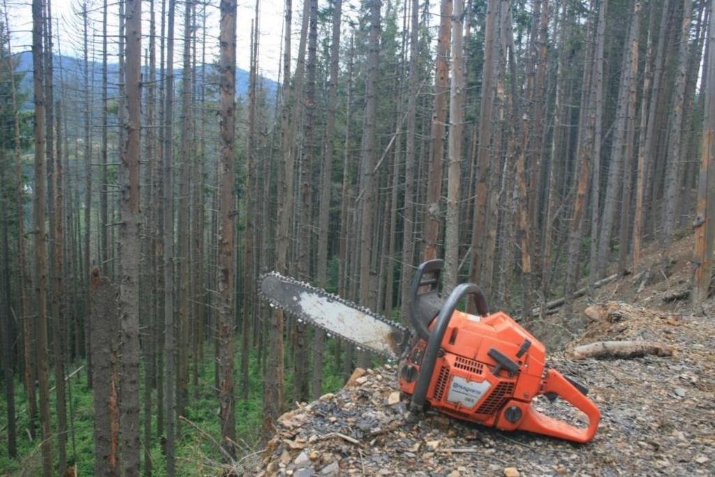 Problem cięć sanitarnych polega nie na skali, lecz na sposobie ich realizacji długi okres oczekiwania na zatwierdzenie planu i uzyskania zezwolenia na cięcia sanitarne; prowadzenie cięć sanitarnych