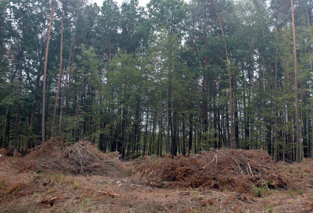 pniaki miejsca rozwoju szkodliwych kambio- i ksylofagów