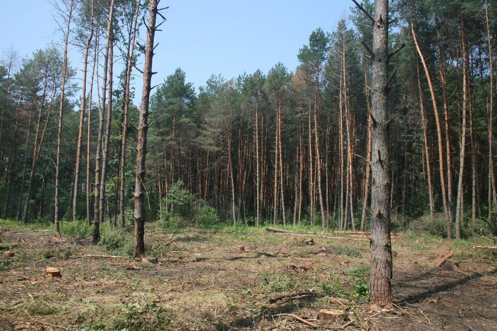 drzewostanie % buk świerk zupełne cięcia