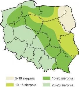 11 5. TRAVIATA F1 Cechy charakterystyczne: w pełni zrestorowany nowoczesny mieszaniec w typie OGURA mieszaniec wyselekcjonowany do polskich warunków z Katalogu Wspólnotowego (CCA) niska skłonność do