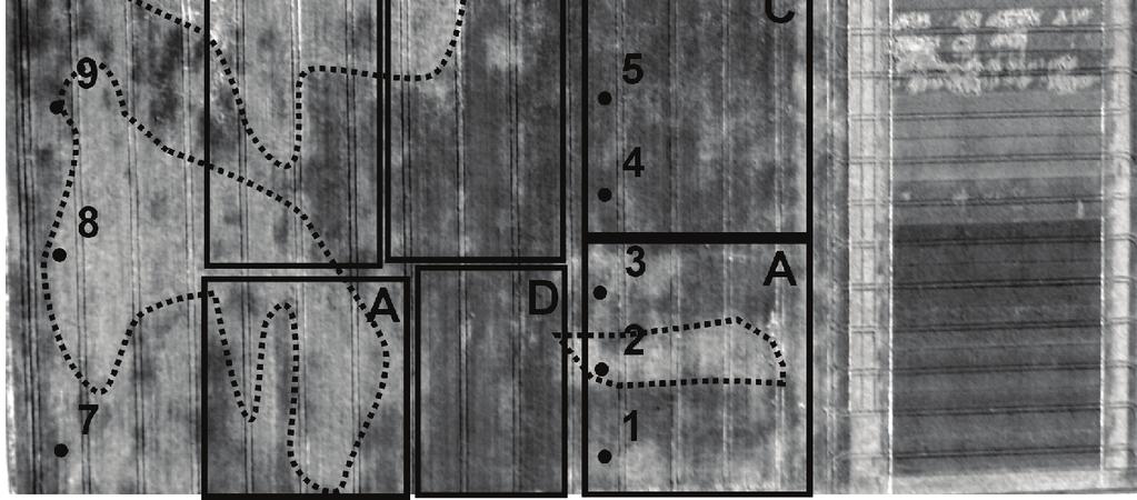 20 aerial photography with visible zones for diversification of the vegetation index of winter wheat.