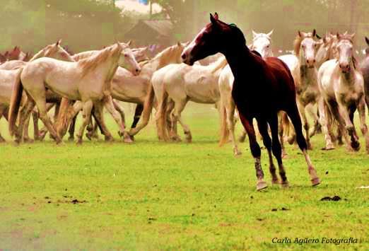 w 1730r. jako Pago de Areco. Znane jest z kultywowania tradycji gaucho i życiu zgodnie z ich zasadami.