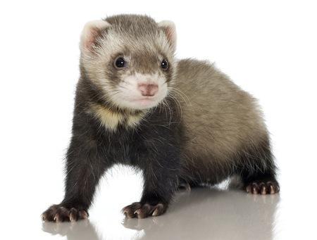 Fretka domowa, dawniej: fretka (Mustela putorius furo) niewielki drapieżnik z rodziny łasicowatych (Mustelidae), udomowiona forma tchórza zwyczajnego lub tchórza stepowego. Od lat 80.