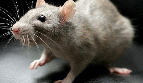 Szczur (Rattus) rodzaj gryzonia z rodziny myszowatych (Muridae), obejmujący kilkadziesiąt gatunków.