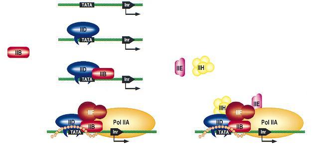 Ilustracja 2: Przyłączanie kolejnych czynników transkrypcyjnych w promotorach zawierających TATA box i Inr.