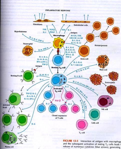 Sieć cytokinowa Kuby Immunology, W.