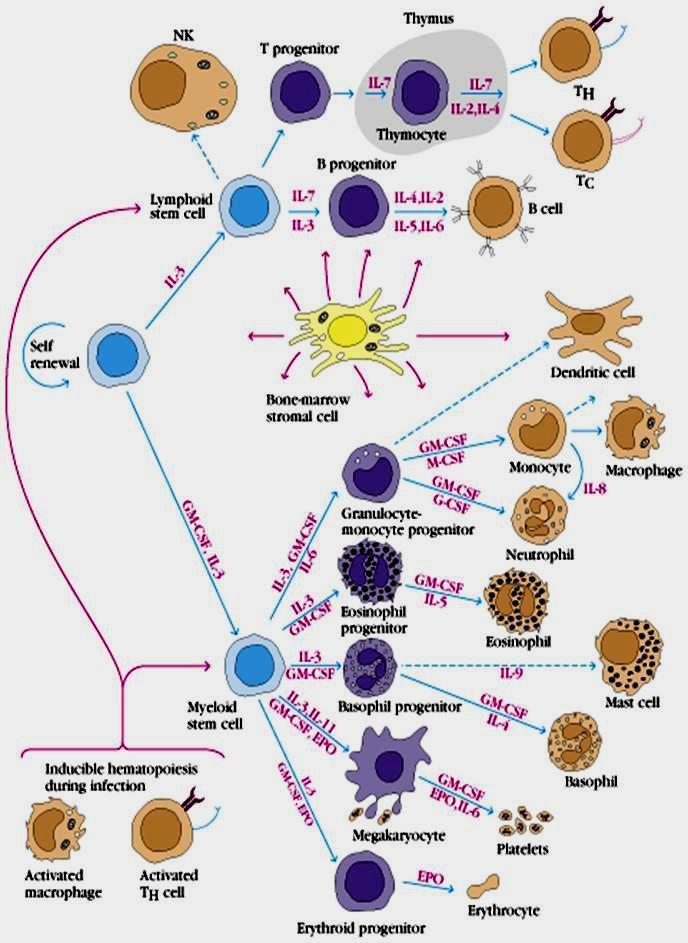 Cytokiny w hematopoezie Kuby