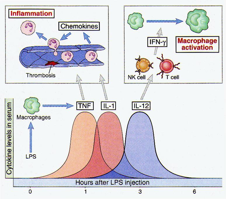 Kinetyka produkcji cytokin w odporności