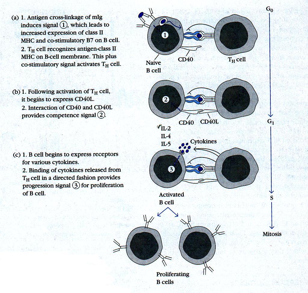 Cytokiny w aktywacji