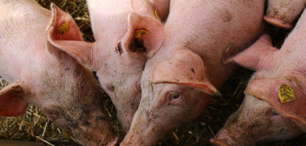 .pl https://www..pl Legalny przedświąteczny ubój Autor: Maria Czarniakowska Data: 12 grudnia 2015 Wielu rolników woli mięso z własnego gospodarstwa.