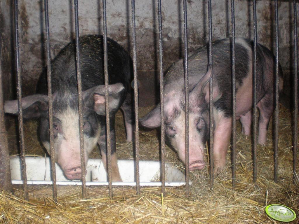 .pl https://www..pl Źródło: AgroFoto.pl, gofer803 Nie zamierzam zgłaszać powiatowemu lekarzowi, że robię świniobicie, bo to mój tucznik i jego mięsem nakarmię tylko rodzinę!