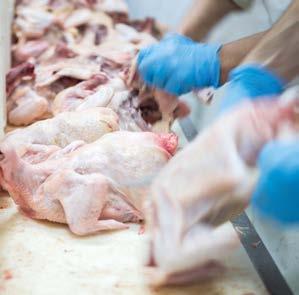 Monitorowanie danych ważenia Zoptymalizuj zyski z produkcji mięsa Monitoruj wydajność z dowolnego miejsca Wydajna kontrola procesów ręcznego przygotowania mięsa, drobiu lub ryb nie musi być