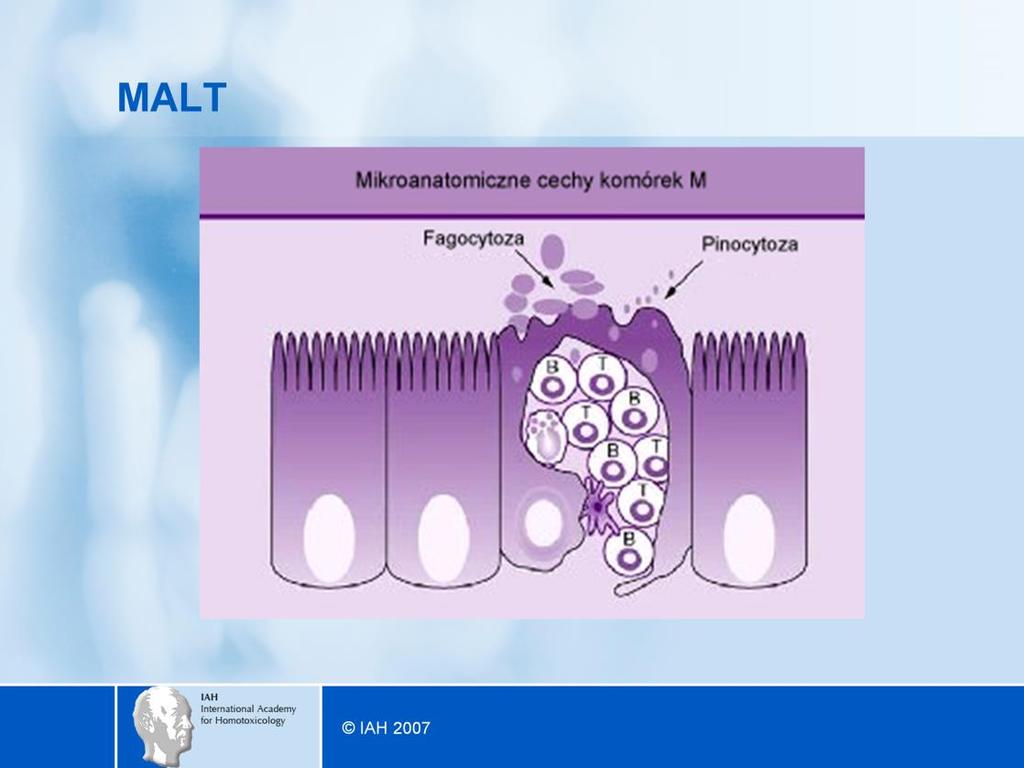 Tkanka chłonna błon śluzowych (MALT mucosa associated lymphoid tissue) przechwytuje antygeny i prezentuje je poprzez kaskadę aktywnych komórek