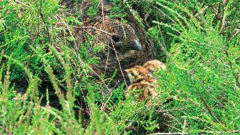 Fot. 1. Od pierwszych godzin ycia pisklêta nie s¹ odchowywane w wolierach a w naturalnym biotopie. (fot. A. Kobus) Photo 1.