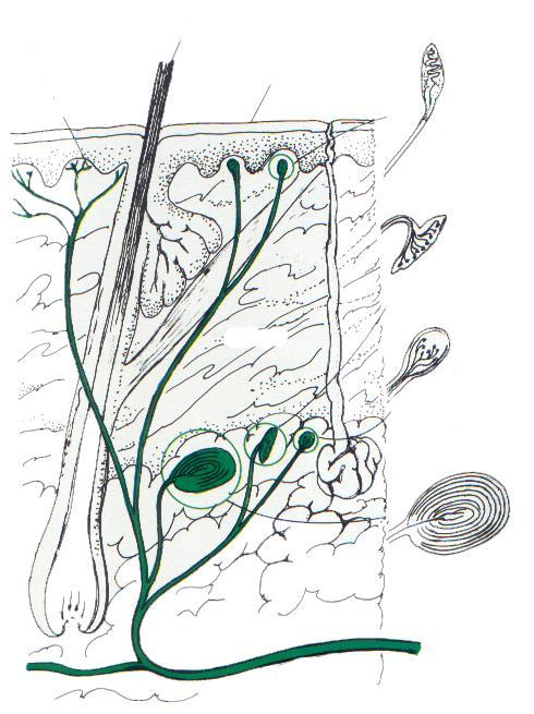 Receptory wolne zakończenie neuronu (ból) włos naskórek ciałko Meissnera (dotyk)