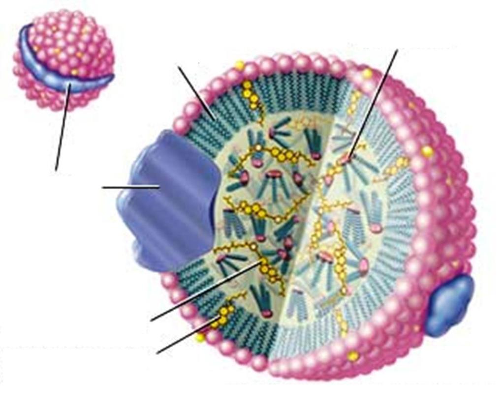 2 Biologiczne i fizyczne podstawy modelowania Warstwa fosfolipidów Trójglicerydy apob-100 Estry cholesterolu Wolny cholesterol 2007 Encyclopædia Britannica, Inc. Rysunek 2.