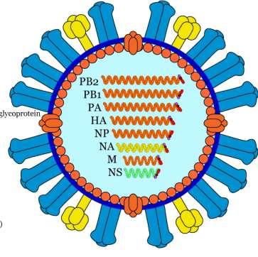 Wirusy H5N8 należą do dużej grupy wirusów określanych jak H5Nx i